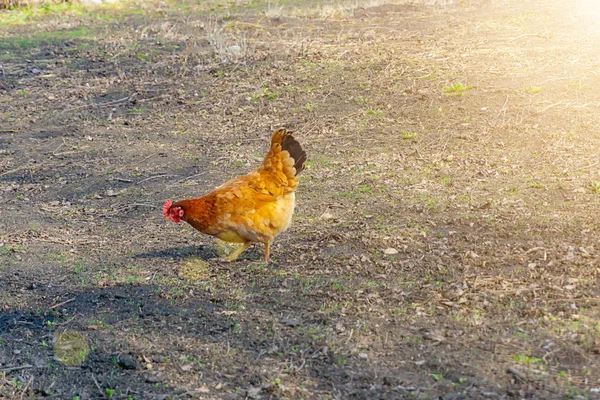 Kycklingar som går på gården — Stockfoto