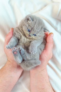 bir elinde küçük kedi yavrusu