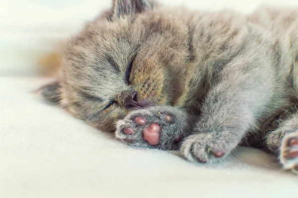 Küçük kedi üzerinde beyaz bir kapak uyur — Stok fotoğraf