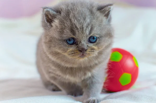 Petit chaton joue avec une balle — Photo