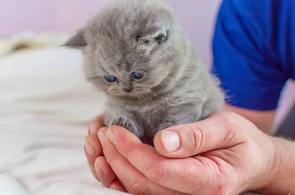 Μικρό γατάκι στο ένα χέρι — Φωτογραφία Αρχείου