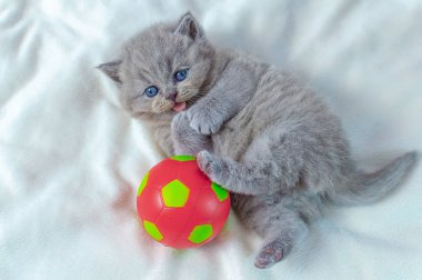 Küçük kedi yavrusu topla oynuyor.