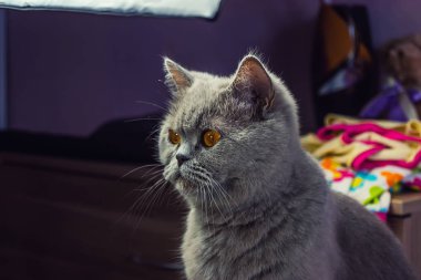 ısrarla yetişkin kedi gri görünüyor