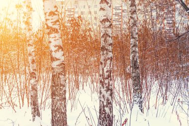 gündüz saatleri sırasında road yakınındaki kış orman