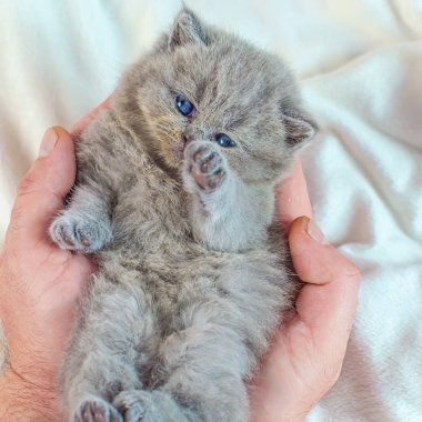 bir elinde küçük kedi yavrusu