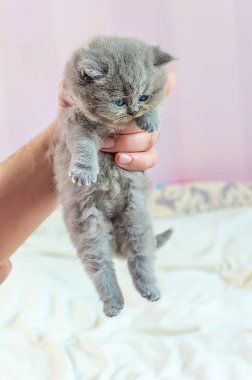 bir elinde küçük kedi yavrusu