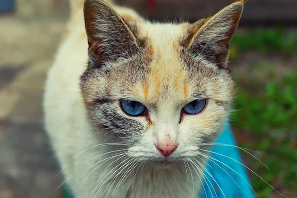 거리에 앉아 노숙자 길 잃은 고양이 — 스톡 사진