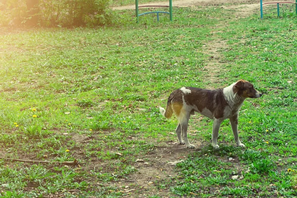 Бродячая собака на улице — стоковое фото
