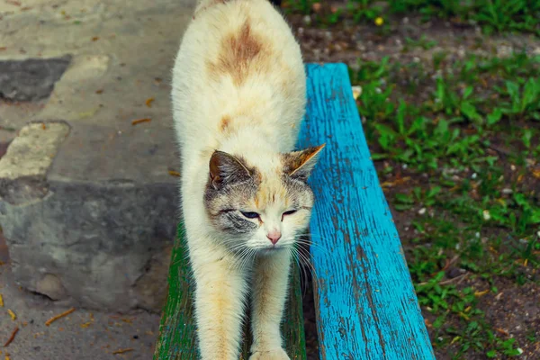 通りに座っているホームレスの野良猫 — ストック写真
