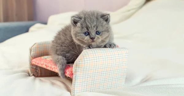 Mały kotek gra na kanapie zabawka — Zdjęcie stockowe