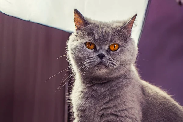 성인 고양이 회색 지속적으로 보이는 — 스톡 사진