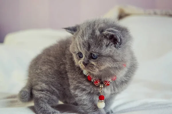 Little kitten plays on a white cover — Stock Photo, Image