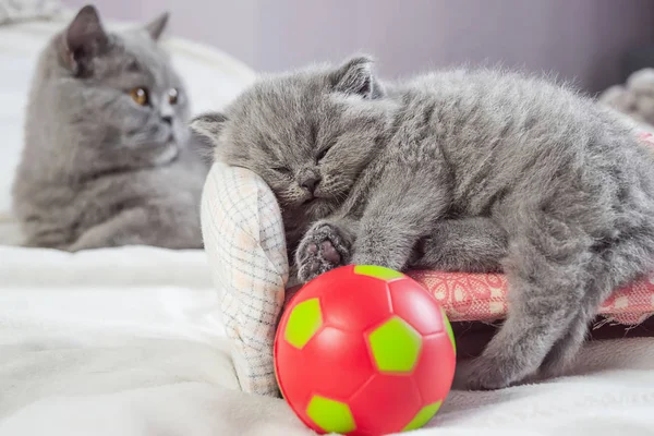 Gatito juega con una pelota —  Fotos de Stock