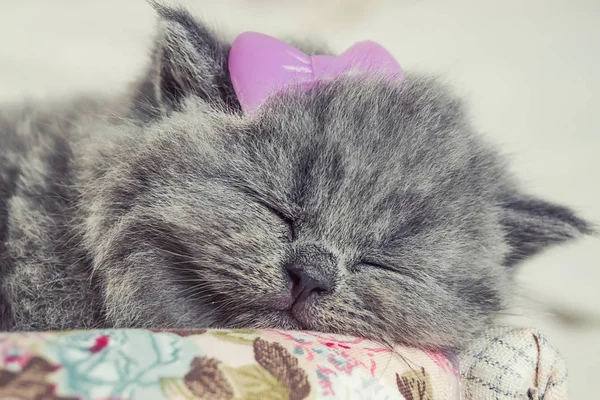 A kis, szürke cica alszik — Stock Fotó