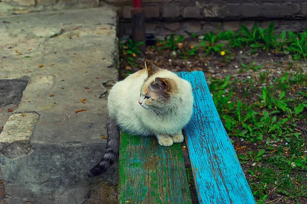 Sem-teto gato vadio sentado na rua — Fotografia de Stock