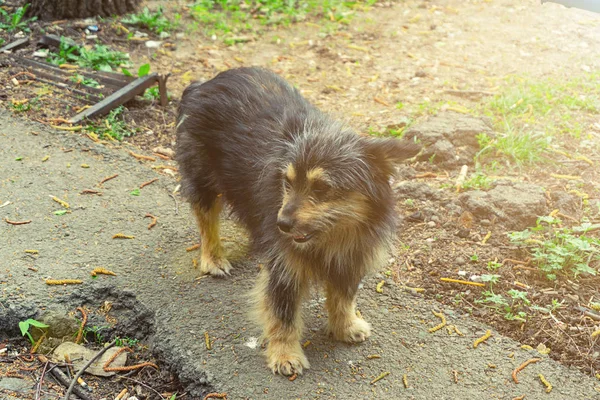 Herrelös hund på gatan — Stockfoto