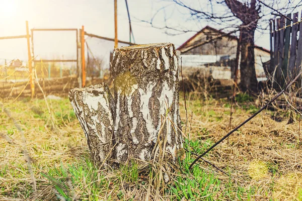 Björk stubbe i solen — Stockfoto