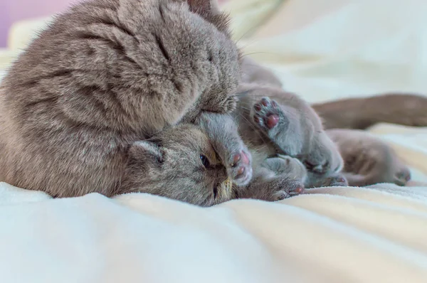 Gatinho joga com a mãe um gato em uma cobertura branca — Fotografia de Stock