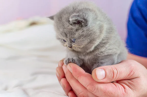 Klein katje in een hand — Stockfoto