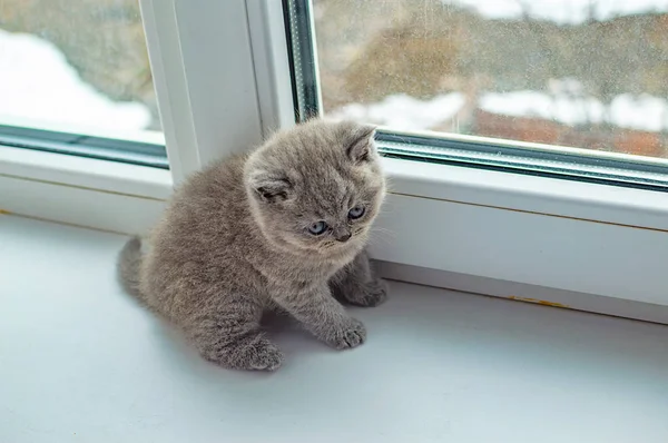 Mały puszysty Kitten gry — Zdjęcie stockowe