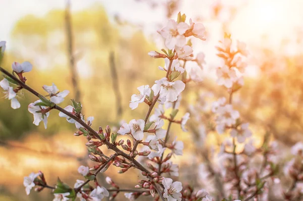 Flores de cerezo con flores blancas — Foto de Stock