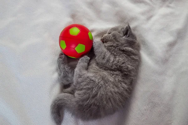 Gatito juega con una pelota —  Fotos de Stock