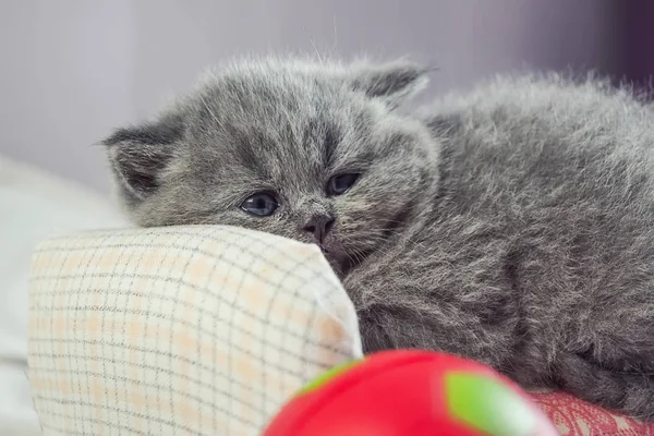 Gatito juega con una pelota —  Fotos de Stock