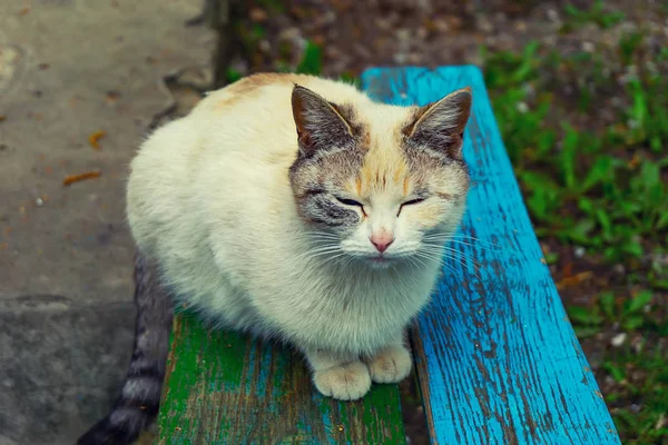 Hemlösa herrelösa katt sitter på gatan — Stockfoto