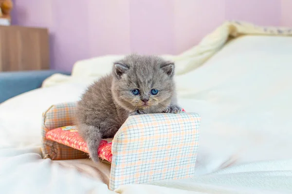 Gatinho joga em um sofá de brinquedo — Fotografia de Stock