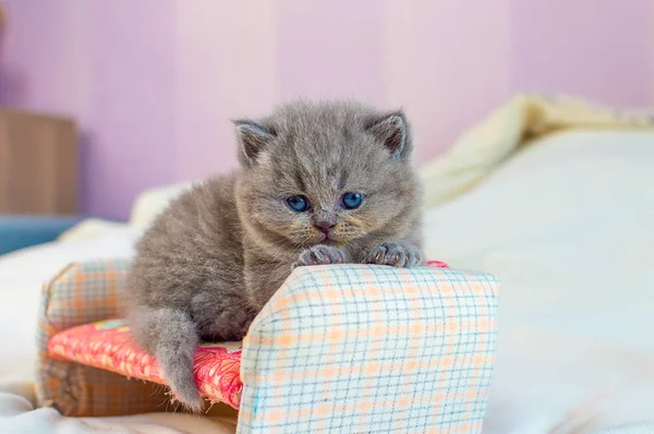 Little kitten plays on a toy sofa — Stock Photo, Image