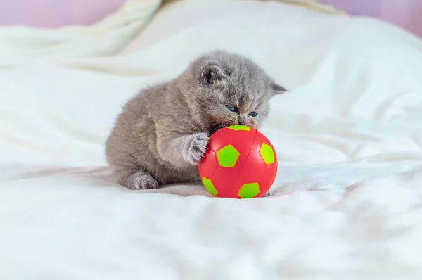 Gatito juega con una pelota —  Fotos de Stock