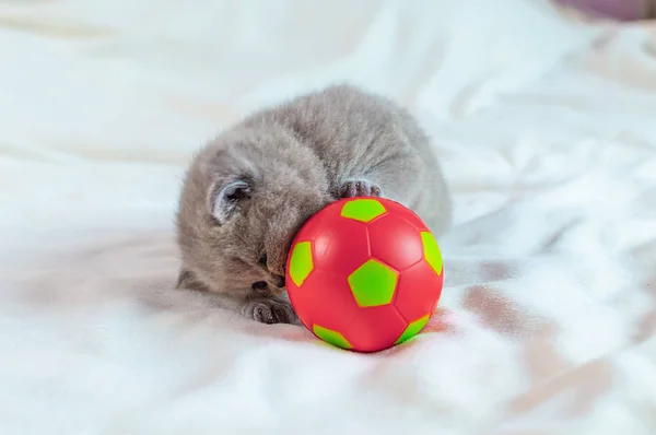 小猫咪玩球 — 图库照片