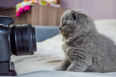 küçük, yavru kedi kamerada görünüyor