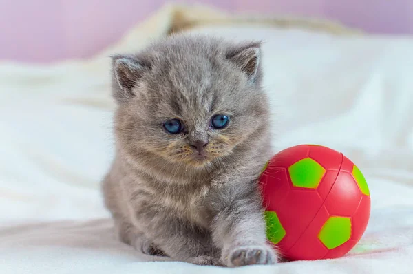 Gatito juega con una pelota —  Fotos de Stock