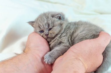 bir elinde küçük kedi yavrusu