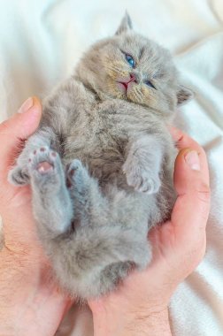 bir elinde küçük kedi yavrusu