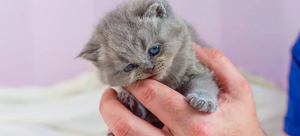 Piccolo gattino in una mano — Foto Stock