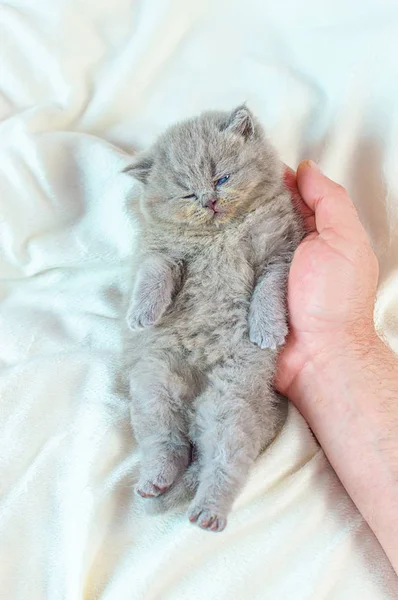 Klein katje in een hand — Stockfoto