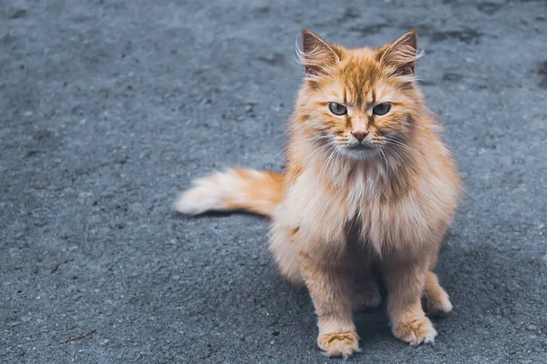 Ruiva sem-teto, com fome, gato fofo sentado no pavimento, olhando para a câmera — Fotografia de Stock