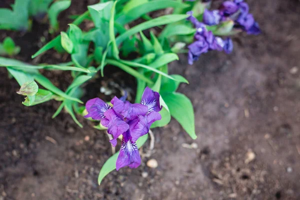 Still-life of flowers of a purple iris flower . Spring awakening