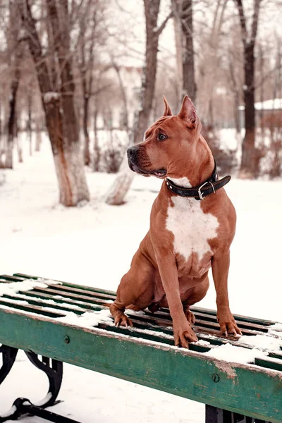 Lonely dog, waiting for the owner, guarding the place of their joint walks in the winter. Dog longing