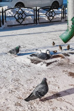 Kış, güvercinler ve serçeler kar peck sokak gıda üzerinde dağınık insanlar, içinde kentsel yabani kuşlar yardım.