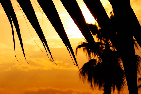 Palm tree silhouette on sunset tropical sky — Stock Photo, Image