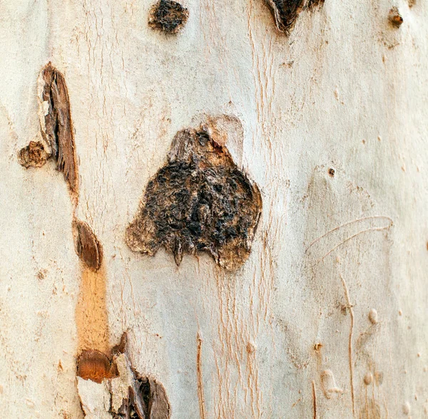 Eucalyptus deglupta stammen bark textur — Stockfoto