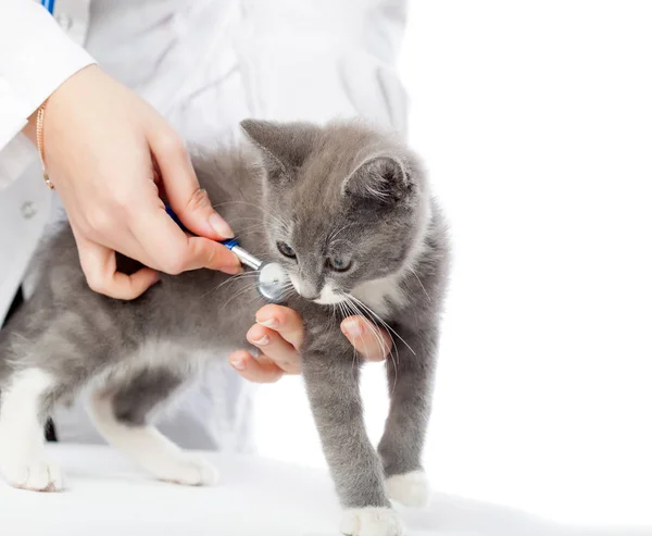 Sevimli küçük kedi yavrusu veteriner ellere — Stok fotoğraf