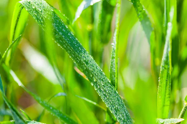 Fond de gouttes d'eau sur herbe verte — Photo