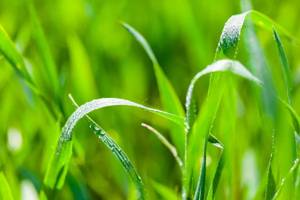 Fond de gouttes d'eau sur herbe verte — Photo