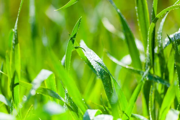 Фон капель воды на зеленой траве — стоковое фото