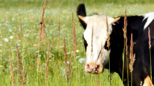 Vaca preta e branca em um prado gramado em um dia ensolarado — Vídeo de Stock