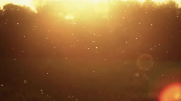 Sluníčko thorugh foukání na vítr chmýří z rostlin — Stock video